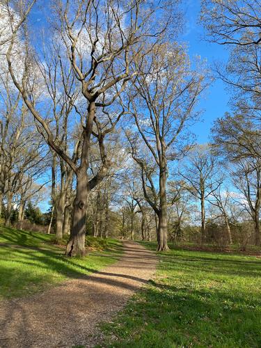A Spectacular Spring Hike Thru the Arnold Arboreum