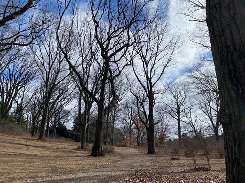 A Winter Walk in the Awesome Arnold Arboretum