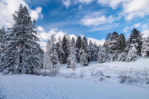 Arnold Arboretum Winter Hike 