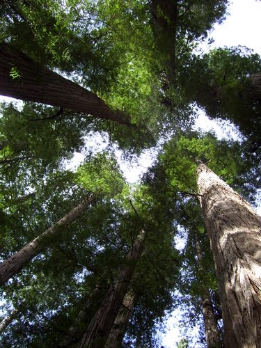 Boy Scout Tree Trail Hike