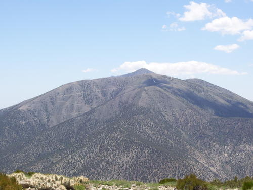 Wildrose Peak Hike