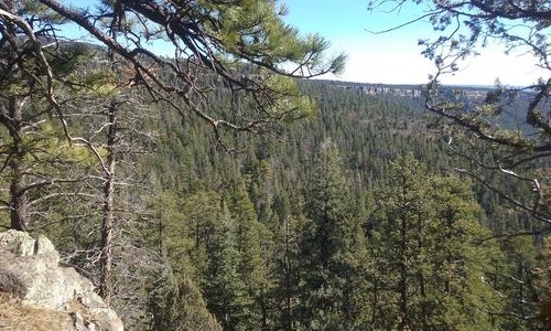 Elk hunting in New Mexico