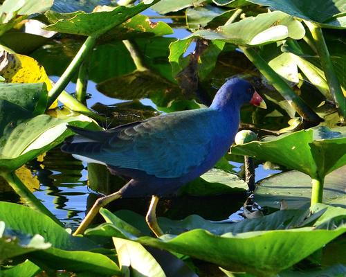 Loxahatchee and Green Cay - Florida