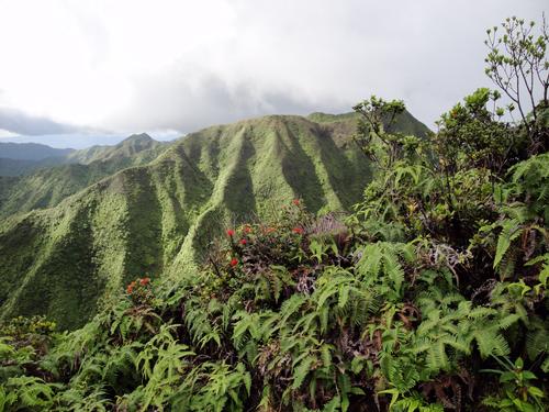 Wiliwilinui Ridge Hike