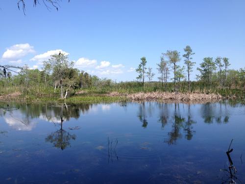 Hiking in Grassy Waters Preserve