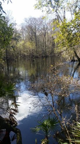 Withlacoochee River Hikes