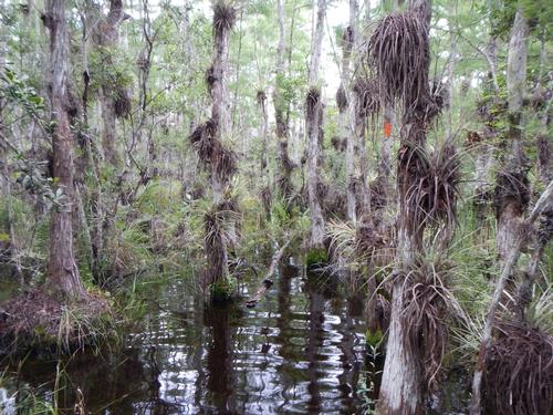 Florida Trail / Ocean to Lake Trail