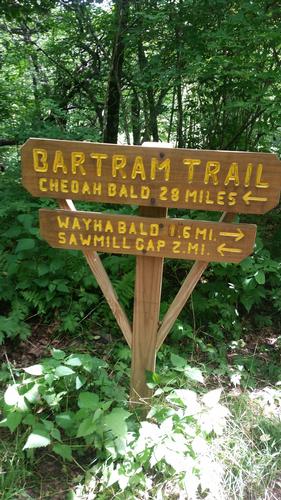 Bartram Trail- Wayah Bald to Appletree Campground