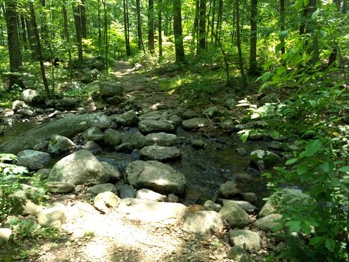 Buck Ridge to Buck Hollow Trail