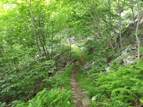 Sunday Hike on Laurel Prong and Cat Knob Trail