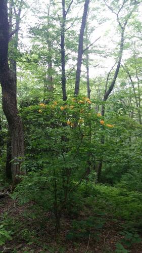 AT Hike - Indian Grave Gap to Iron Mountain Gap