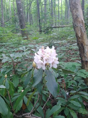 12.7 mile AT Hike - VA 601 to VA 615