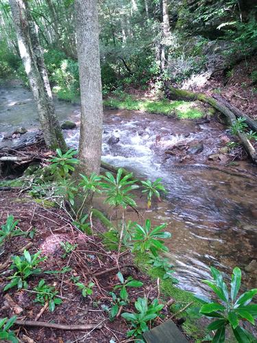8.3 mile AT Hike - Fox Creek to Dickey Gap