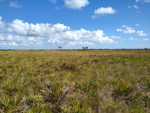 10 Mile Hike on the Florida Trail - Three Lakes WMA